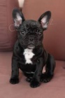 mops mops mops mops