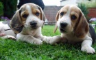 K dispozici štěňata Beagle K dispozici štěňata Beagle