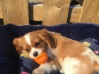 Kavalír King Charles štěňata Kavalír King Charles štěňata