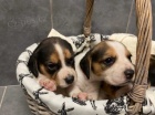 Zobrazit štěňata typu beagle Zobrazit štěňata typu beagle