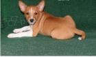 12 týdnů stará štěňata basenji 12 týdnů stará štěňata basenji