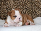 Roztomil� anglick� buldok �t��ata na prodej