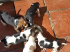 Krásná štěňátka beagle k adopci Krásná štěňátka beagle k adopci