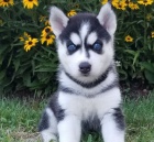 krásné modré oči sibiřský husky štěňata krásné modré oči sibiřský husky štěňata
