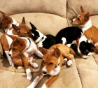 kr�sn� �t���tka basenji