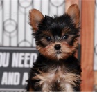 2 krásná štěňata Yorkie 2 krásná štěňata Yorkie