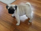 mops mops mops mops
