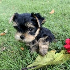 Jork��rsk� teri�r �t��ata na prodej.