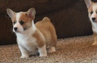 Pembroke welsh corgi štěňata Pembroke welsh corgi štěňata