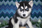 sibiřský husky sibiřský husky