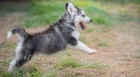 sibiřský husky sibiřský husky