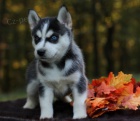 Krásná štěňátka Pomskies na prodej (kříženec sibiřských a pomeranských) Krásná štěňátka Pomskies na prodej (kříženec sibiřských a pomeranských)
