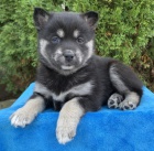 Krásná štěňátka Pomskies na prodej (kříženec sibiřských a pomeranských) Krásná štěňátka Pomskies na prodej (kříženec sibiřských a pomeranských)