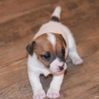 Krásná a rozkošná štěňátka Jack Russell na prodej. Krásná a rozkošná štěňátka Jack Russell na prodej.