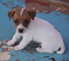 Jack Russell štěňata na prodej. Jack Russell štěňata na prodej.