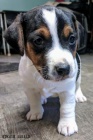 Jack Russell štěňata na prodej. Jack Russell štěňata na prodej.