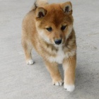 Rozkošná štěňata shiba inu na prodej Rozkošná štěňata shiba inu na prodej