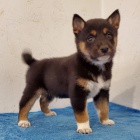 štěňata shiba inu na prodej štěňata shiba inu na prodej