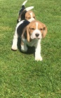 trikolóra štěňata beagle na prodej. trikolóra štěňata beagle na prodej.