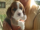 trikolóra štěňata beagle na prodej. trikolóra štěňata beagle na prodej.