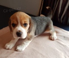 trikolóra štěňata beagle na prodej. trikolóra štěňata beagle na prodej.