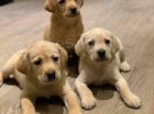 labradorsky retriever labradorsky retriever