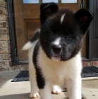 Krásná akita štěňátka na prodej Krásná akita štěňátka na prodej