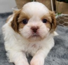 hygienicky a sociálně vyškolení štěňata Shih tzu na prodej. hygienicky a sociálně vyškolení štěňata Shih tzu na prodej.
