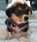 Pembroke Welsh Corgi Puppies tata na prodej.
