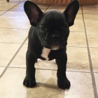 ZDRAV� a VAKCINOVAN� �t���tka francouzsk�ho buldo�ka na prodej.