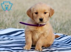 Zlatý retriever Zlatý retriever
