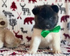 Akita pupiees jsou připraveny k adopci Akita pupiees jsou připraveny k adopci
