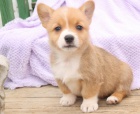 Nejlepší **** Welsh Corgi Nejlepší **** Welsh Corgi