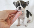 úžasná štěňata čivavy připravená k odběru. úžasná štěňata čivavy připravená k odběru.