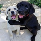 Krásné štěně labradora Krásné štěně labradora