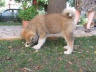 Krásné štěně akita inu     adopce zdarma, očkován proti rosě a mikročipům Neprodávám, protože jsou součástí rodiny a děti nejsou na prodej, proto by s nimi jako s rodinou mělo být zacházeno jako s dětmi, pro více informací mě kontaktujte Krásné štěně akita inu     adopce zdarma, očkován proti rosě a mikročipům Neprodávám, protože jsou součástí rodiny a děti nejsou na prodej, proto by s nimi jako s rodinou mělo být zacházeno jako s dětmi, pro více informací mě kontaktujte