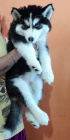 Sibiřský husky štěňata k dispozici pro sladké domovy Sibiřský husky štěňata k dispozici pro sladké domovy