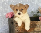 Nádherný vrh vzácného plemene v češtině - Pembroke Welsh Corgi Nádherný vrh vzácného plemene v češtině - Pembroke Welsh Corgi