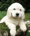 Zlatý retriever) Zlatý retriever)
