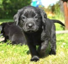 roztomilý labradorský retrívr roztomilý labradorský retrívr