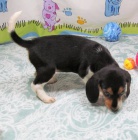 B�gl �t��ata na prodej