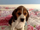 Špičková výstavní kvalita "štěňata beagle" Špičková výstavní kvalita "štěňata beagle"