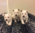 Štěňata West Highland White Terrier na prodej Štěňata West Highland White Terrier na prodej