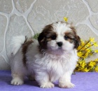 �t��ata Shih Tzu p�ipravena