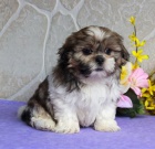 �t��ata Shih Tzu p�ipravena