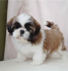 �t��ata Shih Tzu p�ipravena