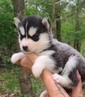 Sibi�sk� husky k p�ijet�