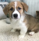 welsh corgi �t��ata pembroke na prodej