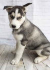 Sibi�sk� husky p�ipraven