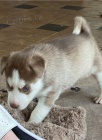 Sibi�sk� husky k dispozici